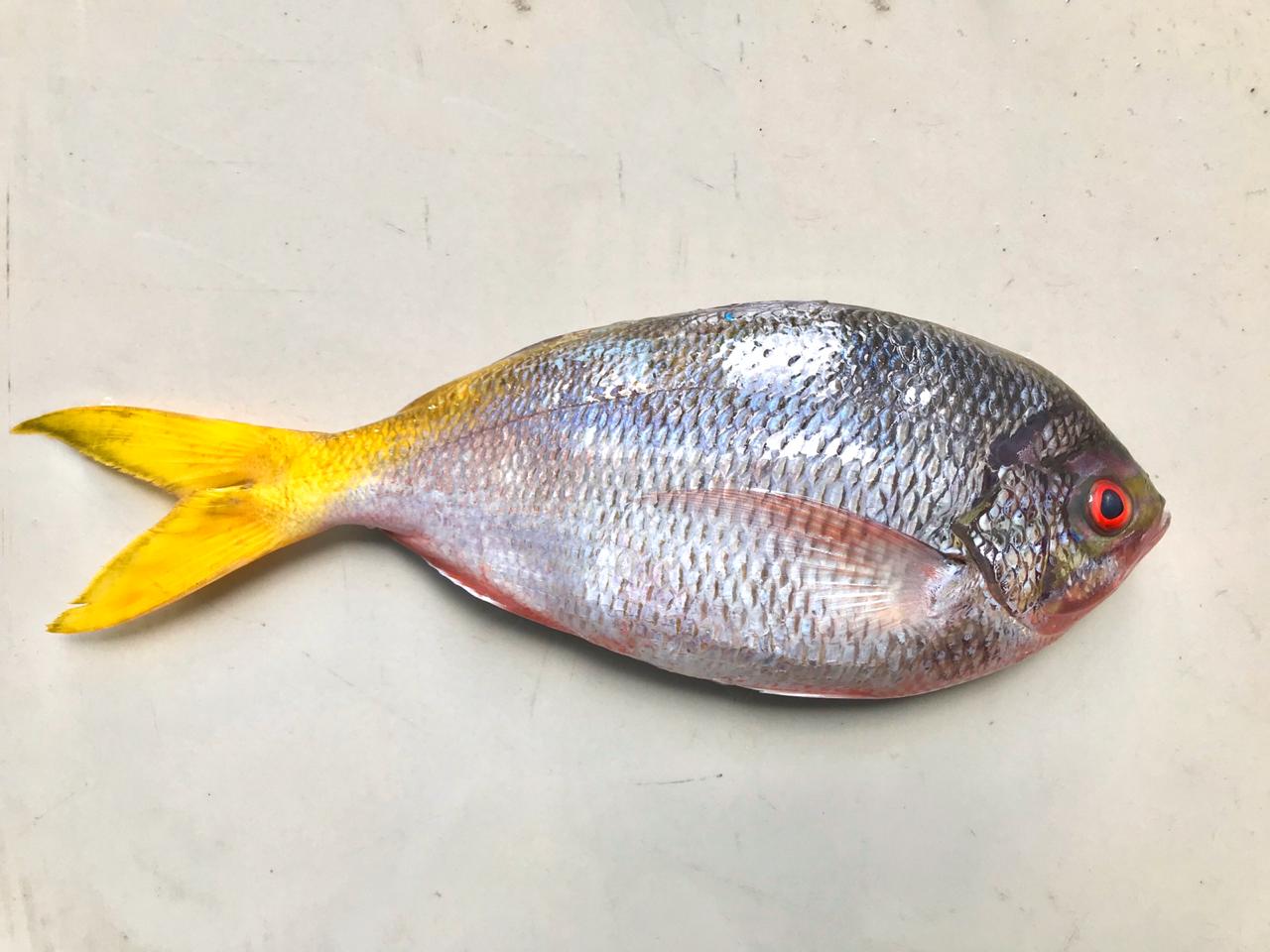 Yellow tail